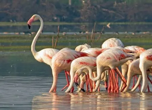 Flamingos at Bundala National Park