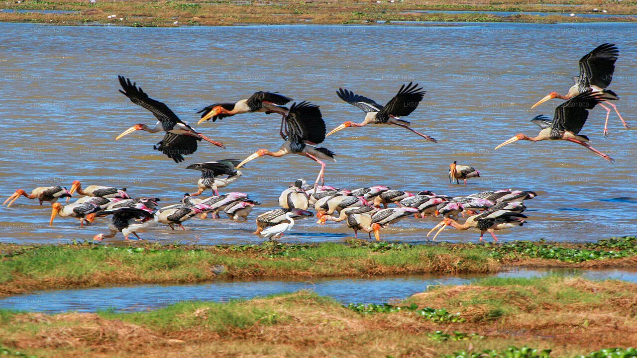 Birdlife at Kumana National Park