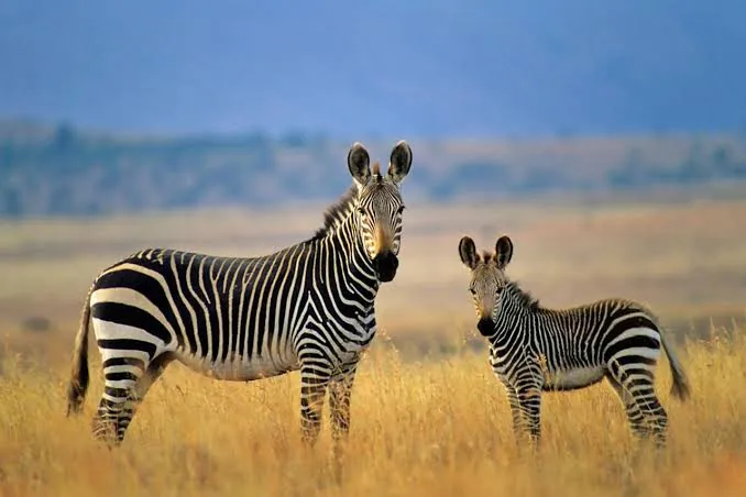 Zebras at Ridiyagama Safari Park