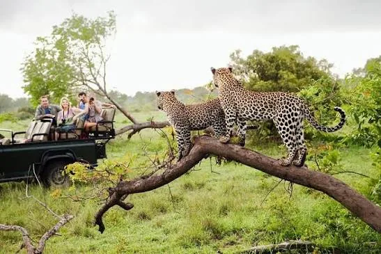 Leopards at Yala National Park